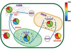 澳门银河赌城：我国新奥能源控股公司已经在内蒙古自治区建立了一个利用微藻